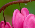 Bleeding Hearts